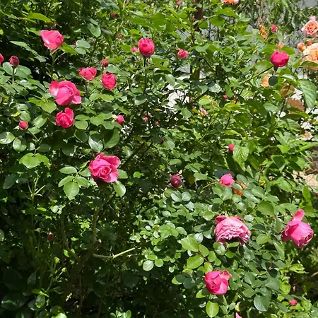 Lodge Entire 2nd Floor Of With 3bedroom With Large Garden,bbq,pool,sauna,free Parking *