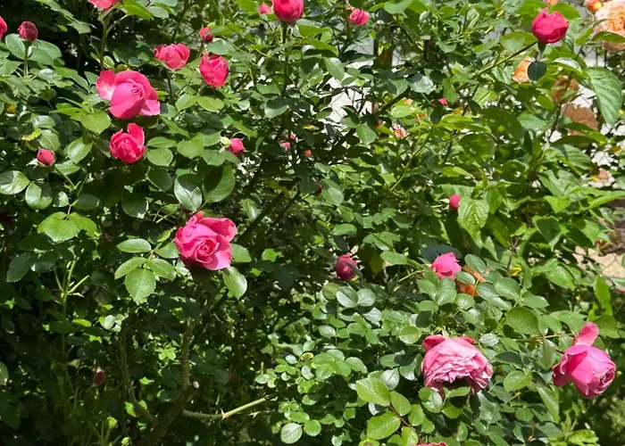 Lodge Entire 2nd Floor Of With 3bedroom With Large Garden,bbq,pool,sauna,free Parking *